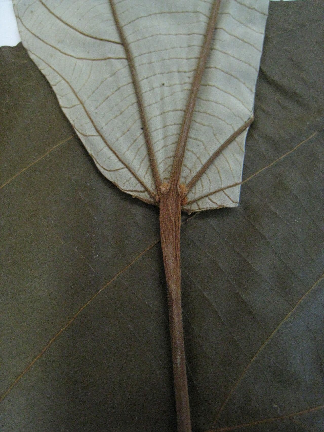 Apeiba 16