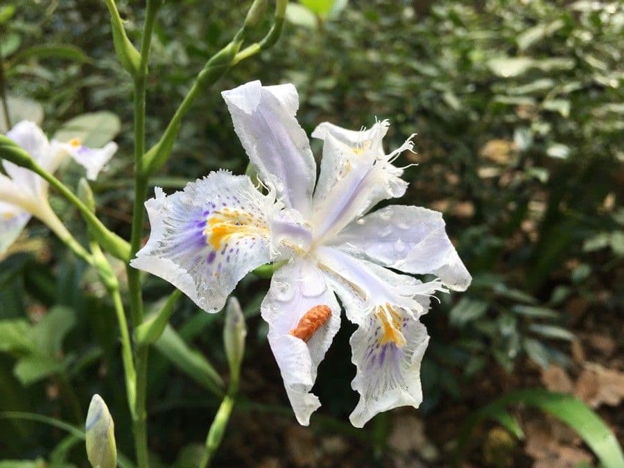 Iris