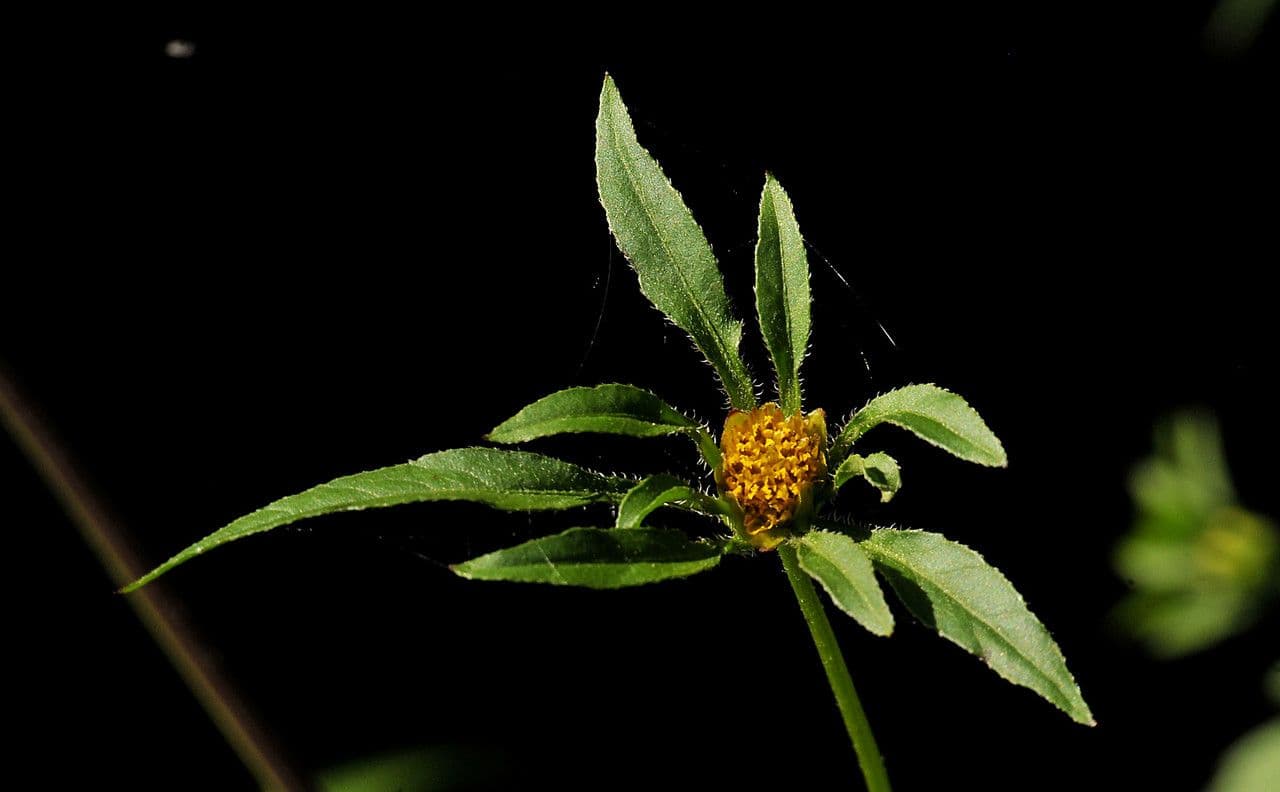 Bidens vulgata 8