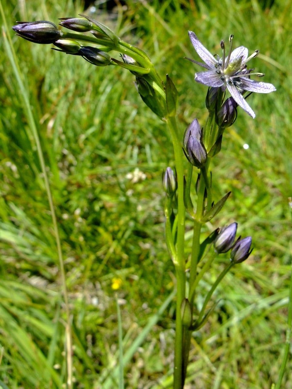 Suertia 12