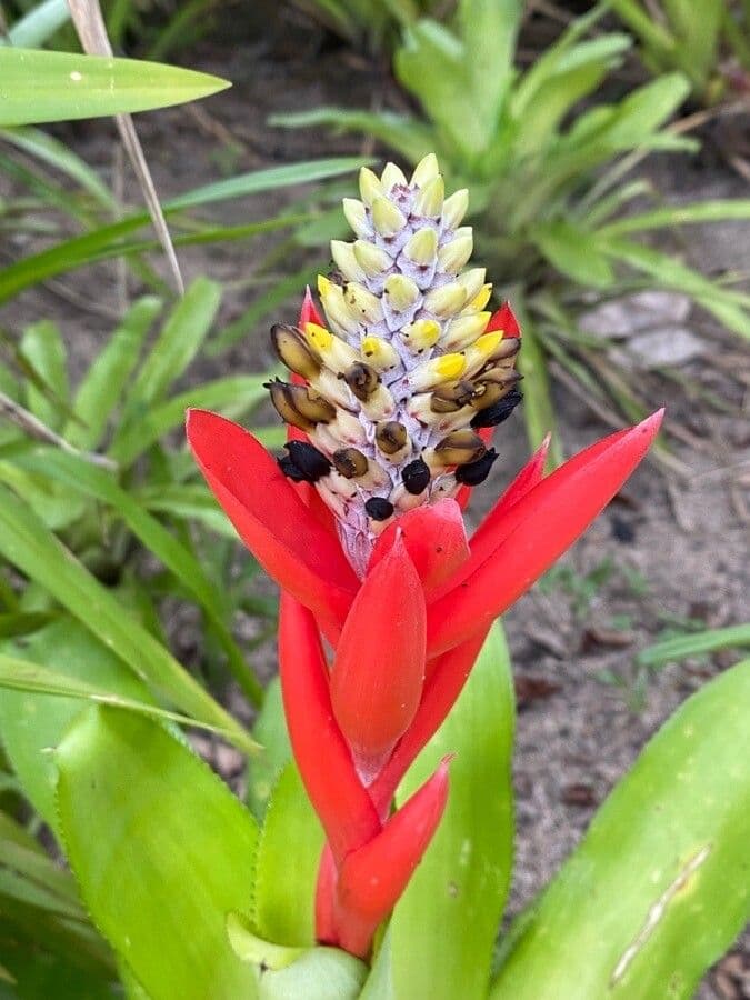 Bromelia di Lamarche 2