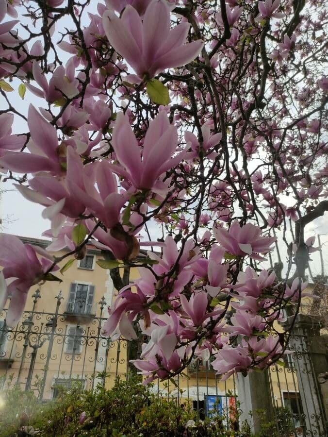 Soulanges-Magnolie 10