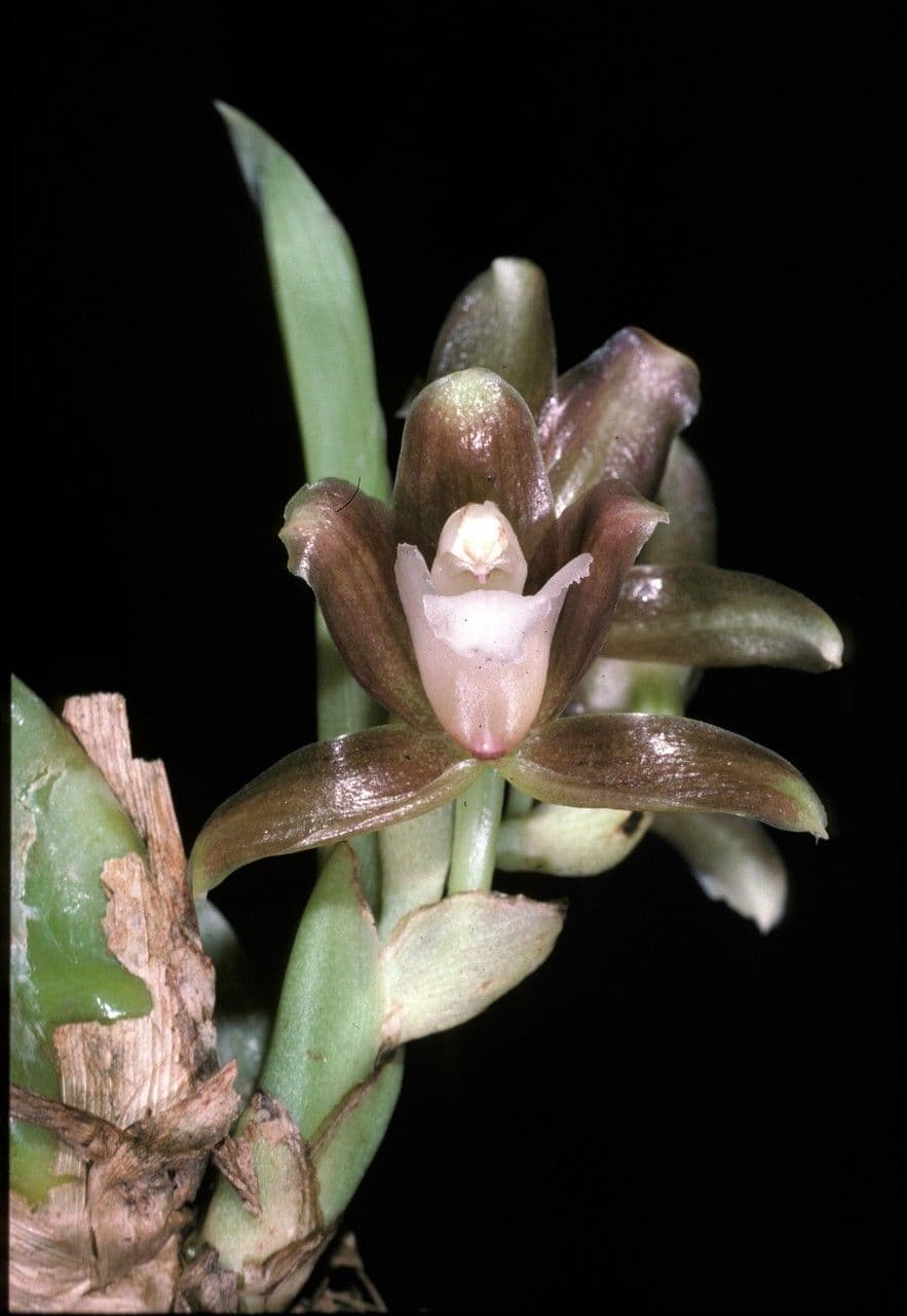 Batemannia 3