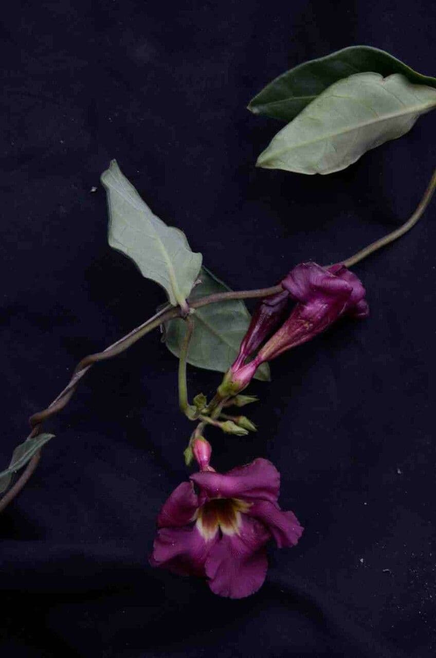 Temnadenia violacea 6