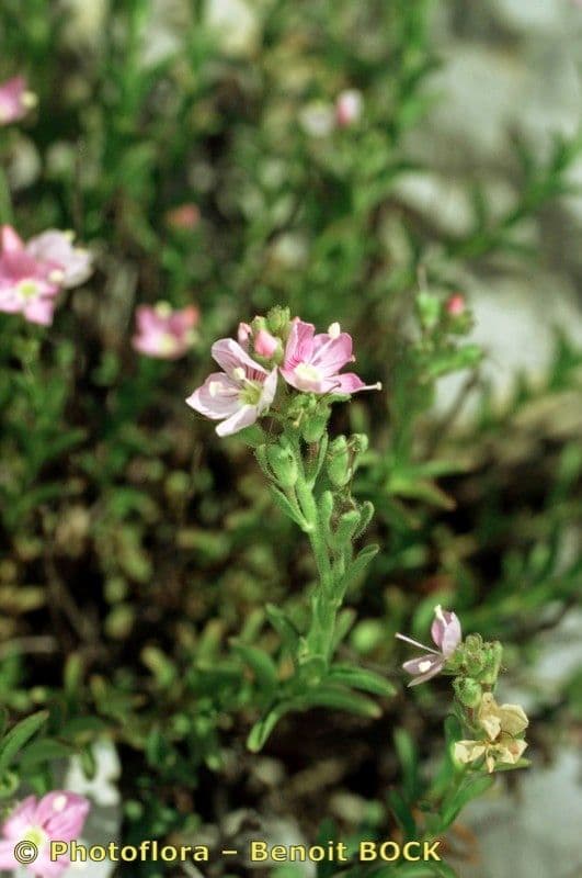 Veronica fruticulosa 20