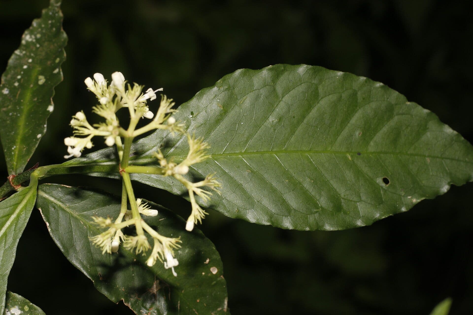 Psychotria 8
