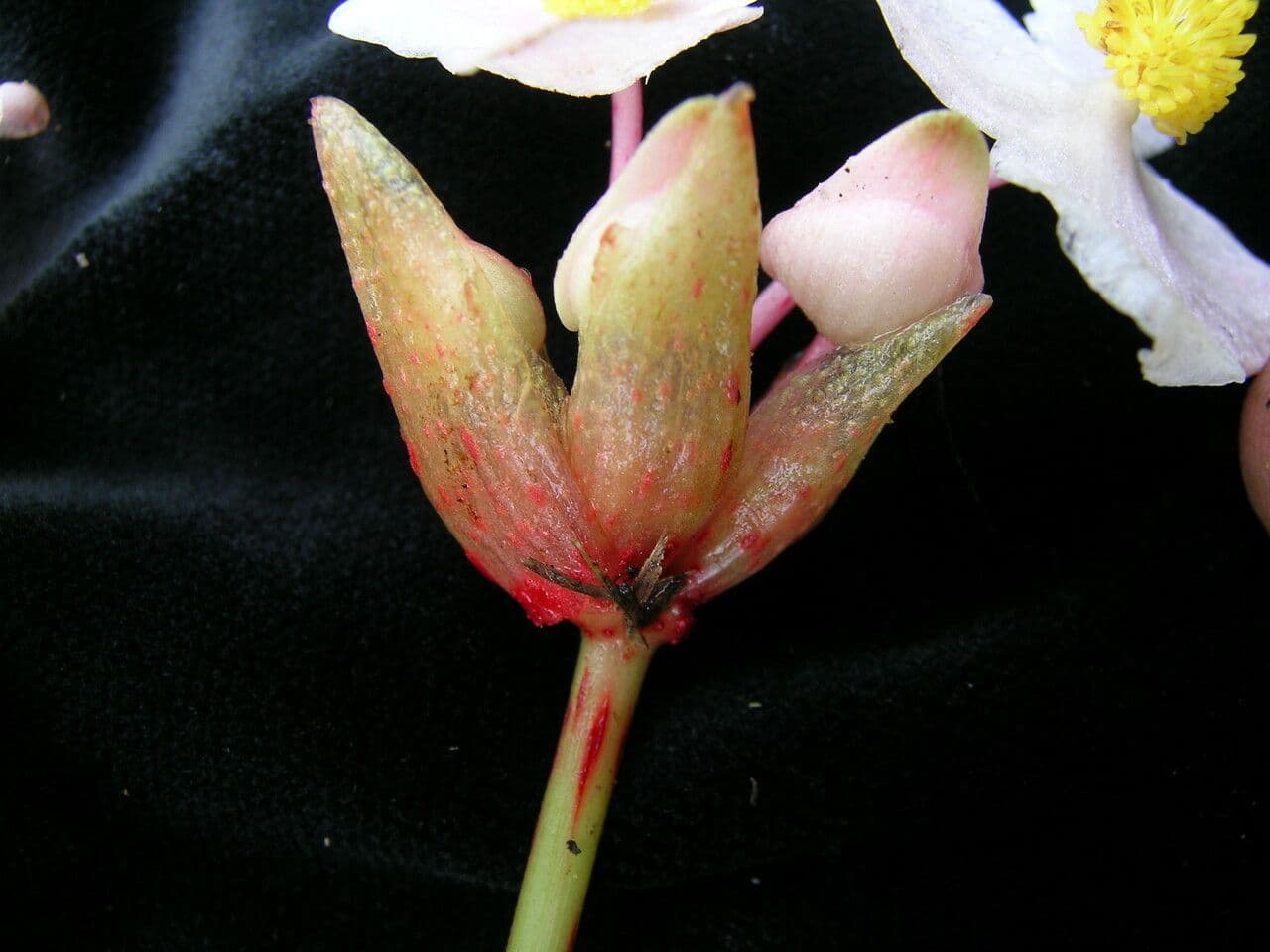 Begonia 4
