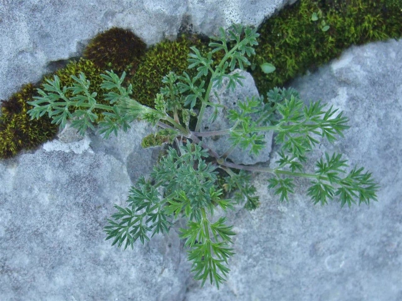 Athamanta cretensis 12