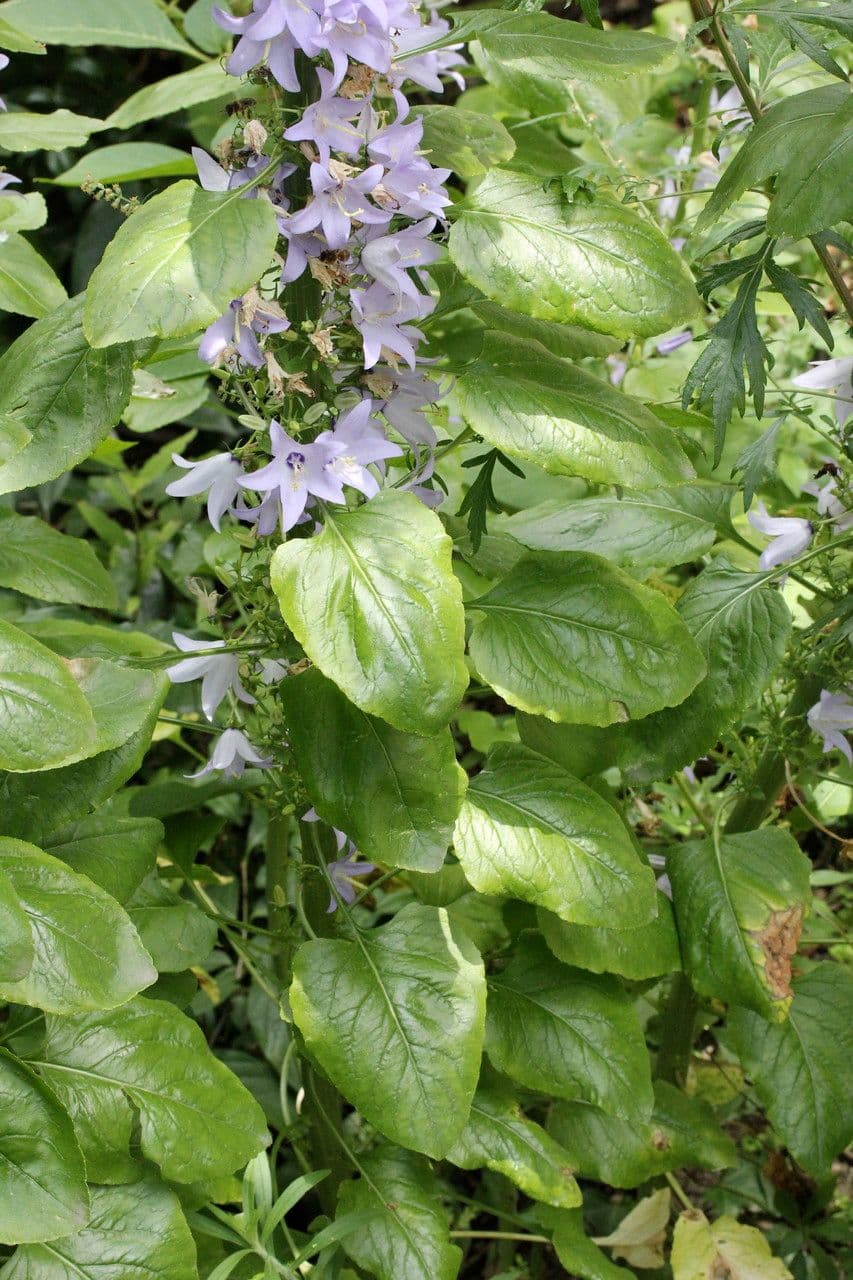 Campanula 9