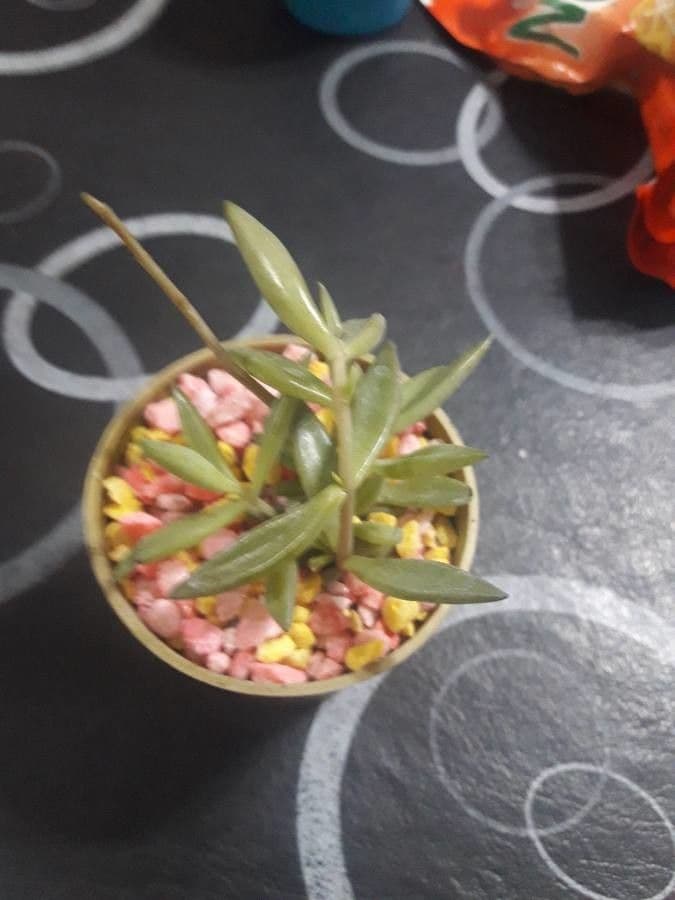 Lenophyllum 2