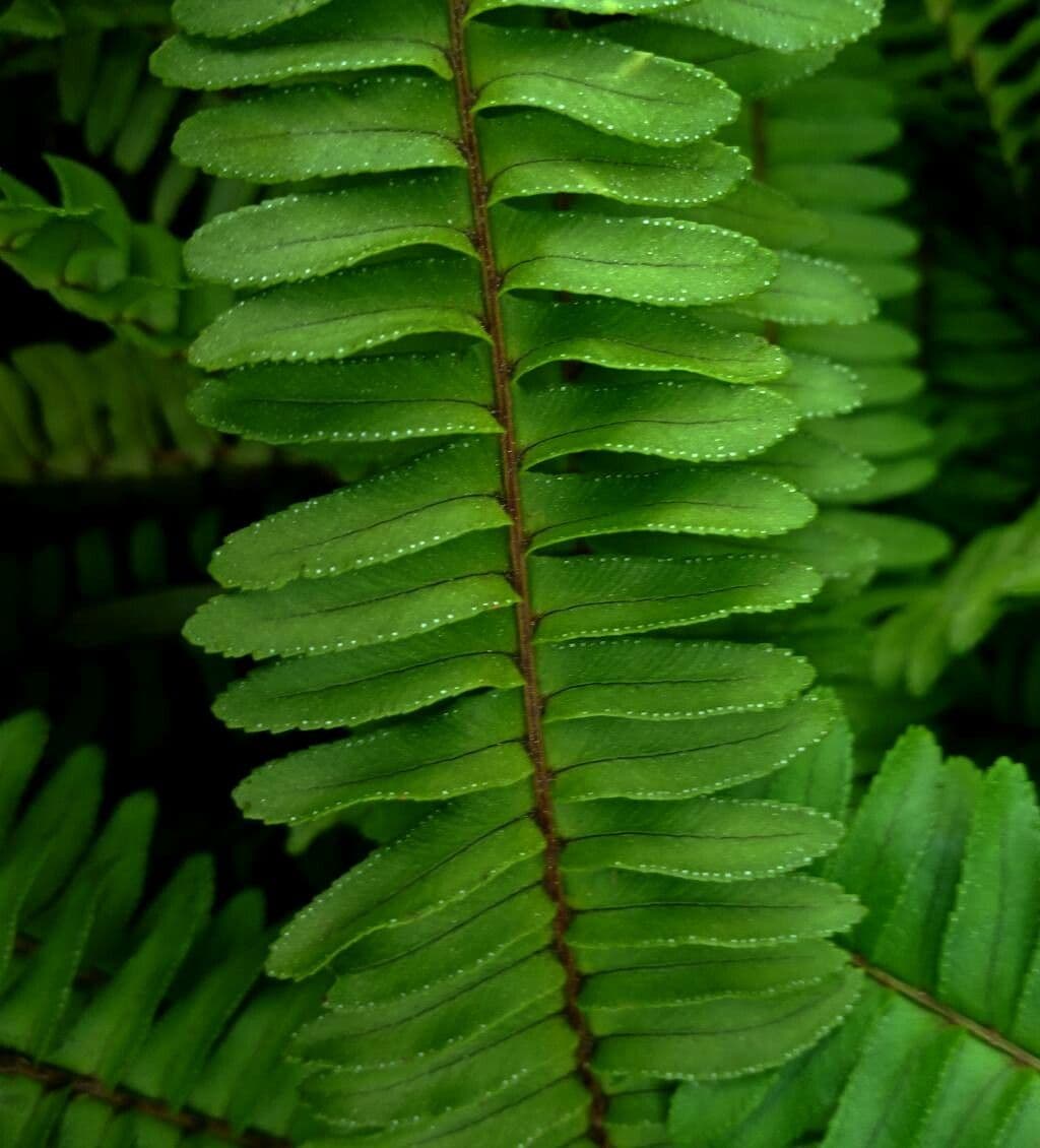 Nephrolepis 4