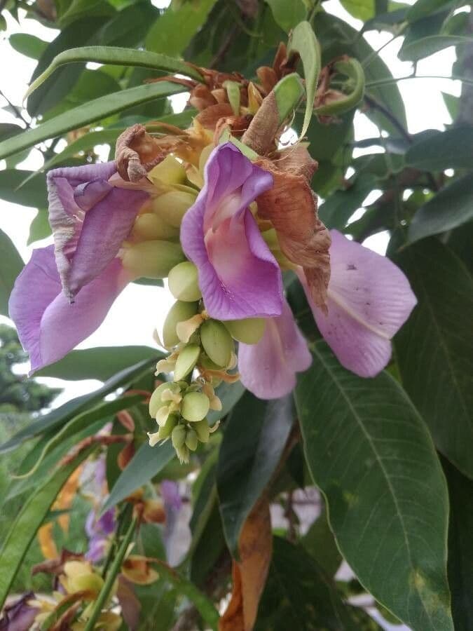 Clitoria fairchildiana 10