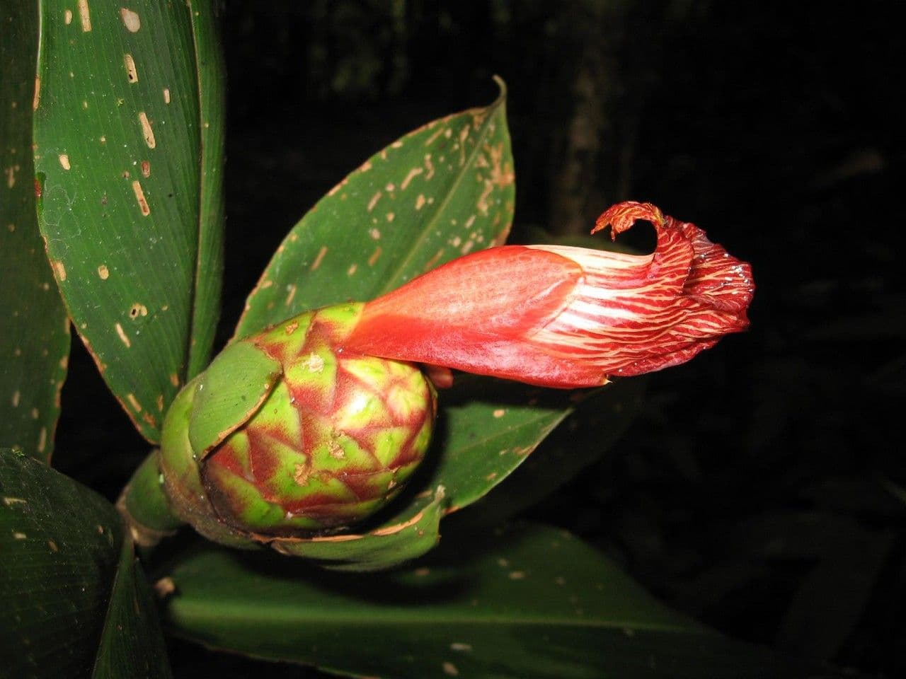 Costus liscio 10