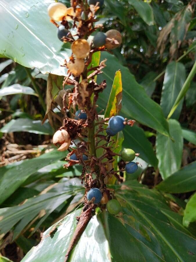 Alpinia blu 2