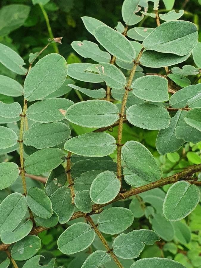 Indigofera 3