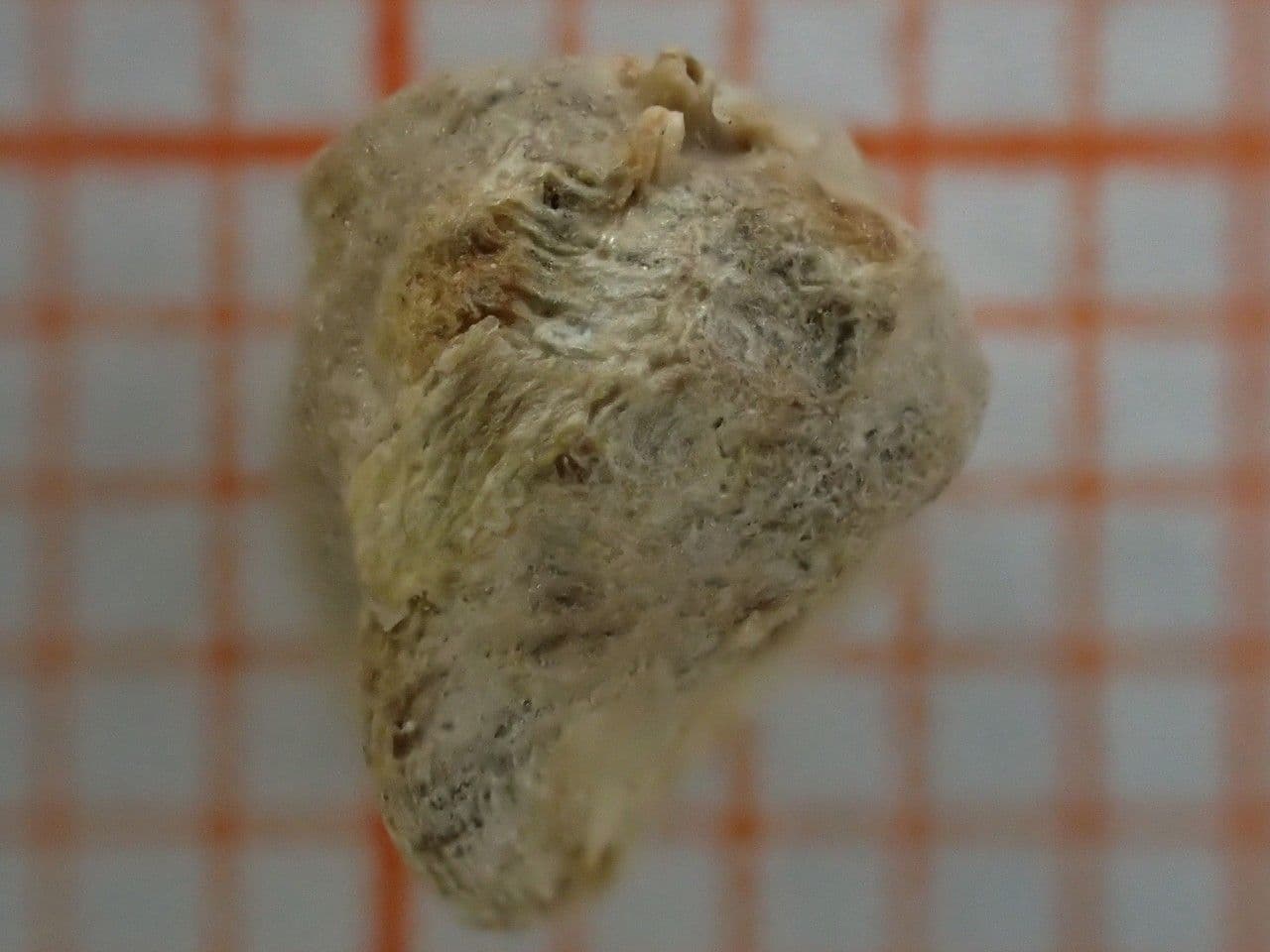Spinaci 25