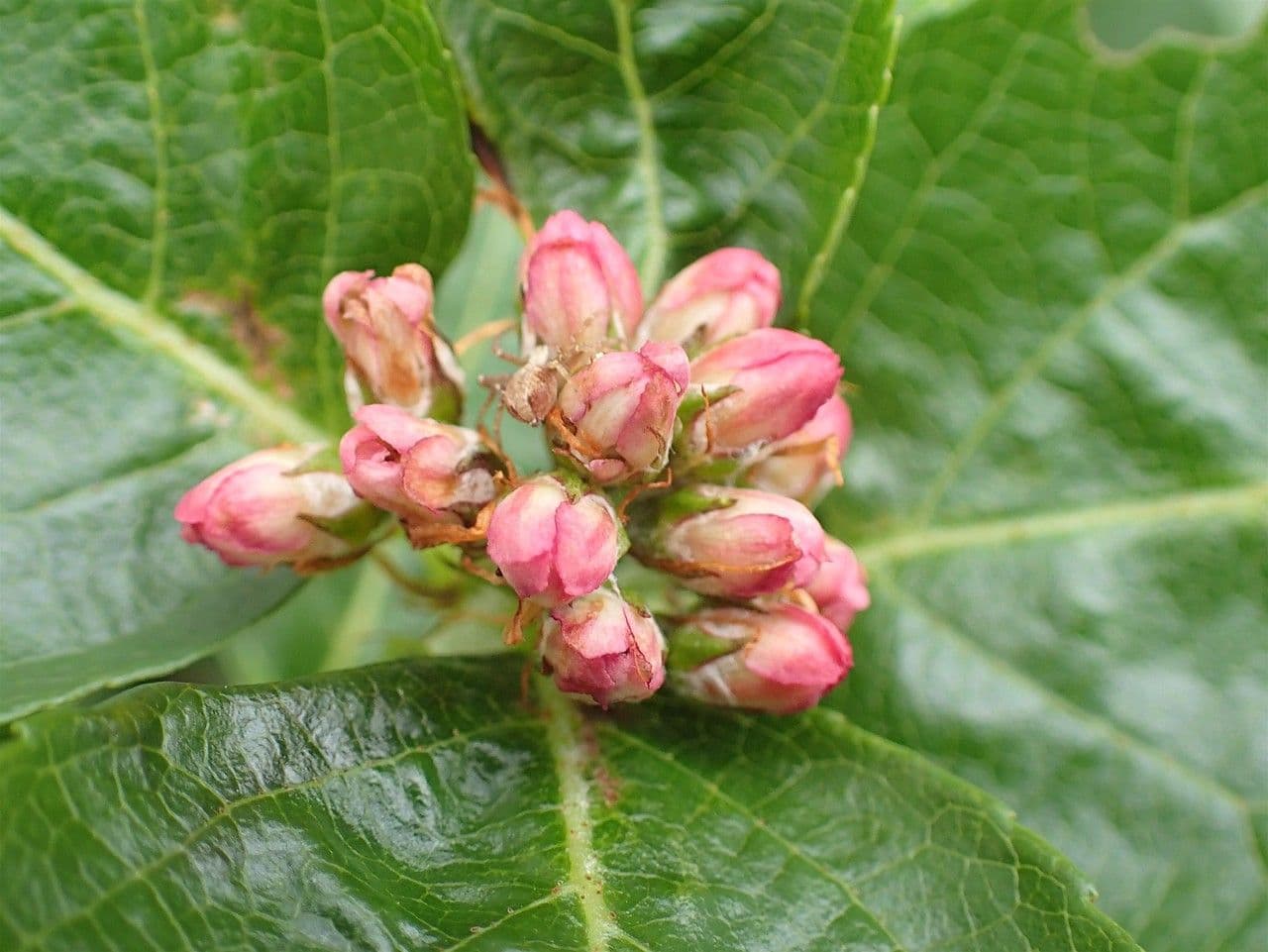 Cotonéaster alpin 9