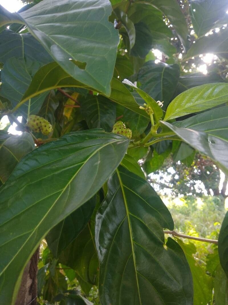Indische Maulbeere 18