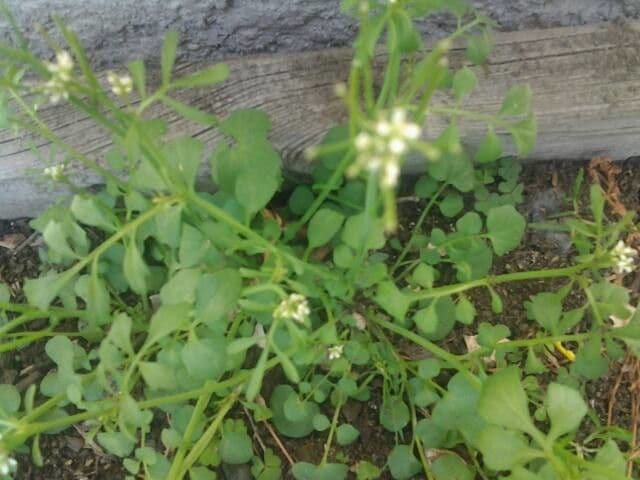 Cardamine parviflora 4