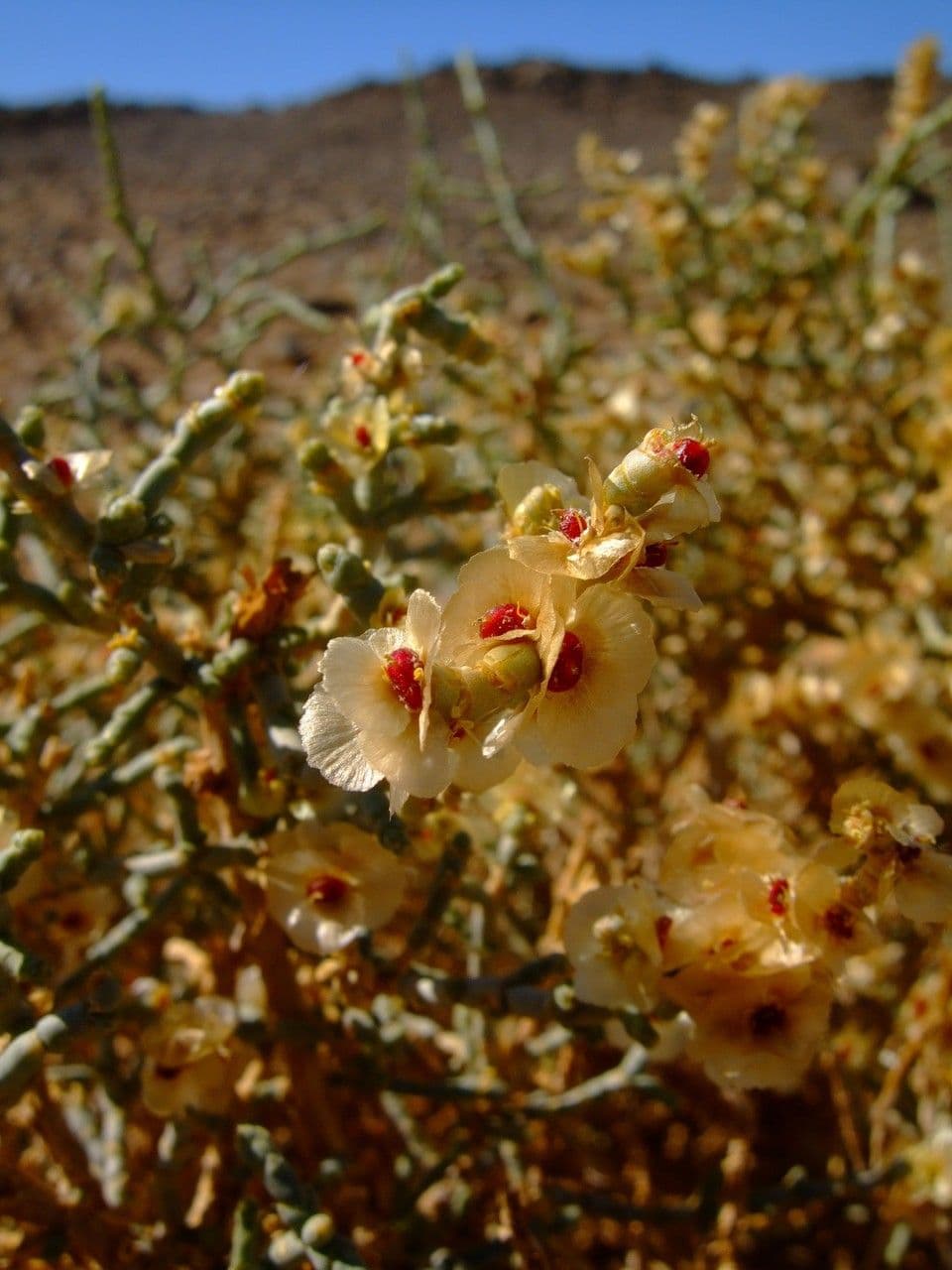 Anabasis articolata 11