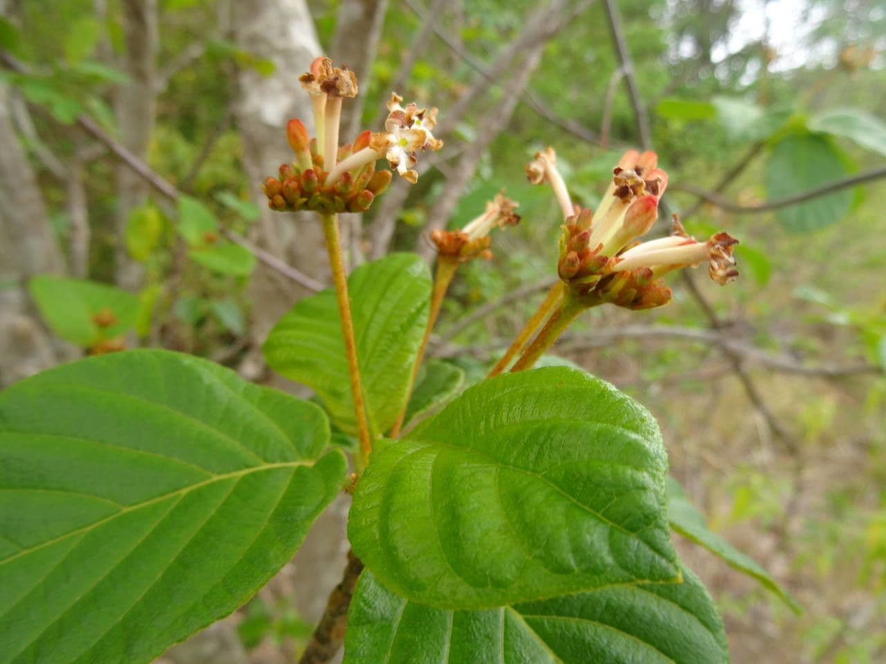 Guettarda scabra 6