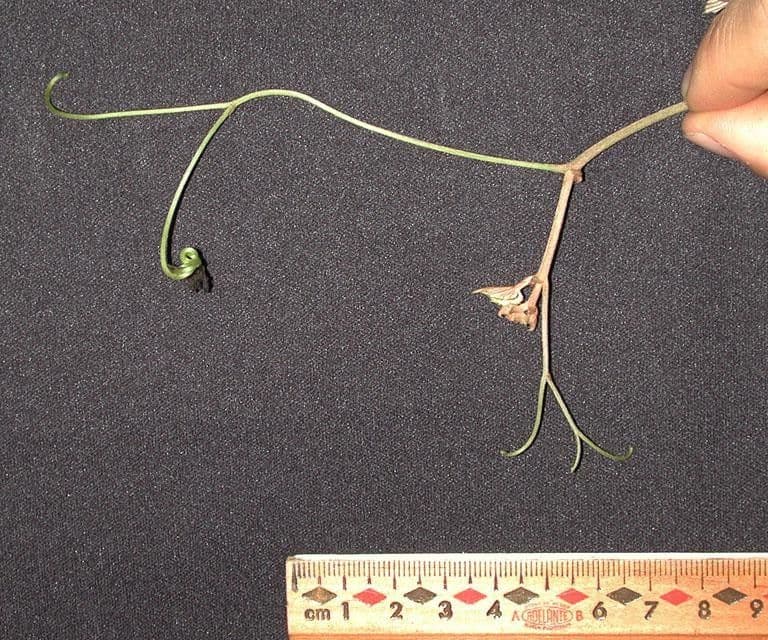 Vitis tiliifolia 24