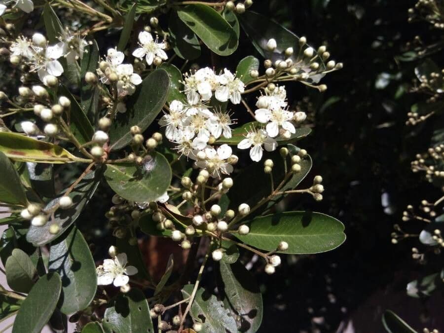 Pyracantha de Koidzumi 9
