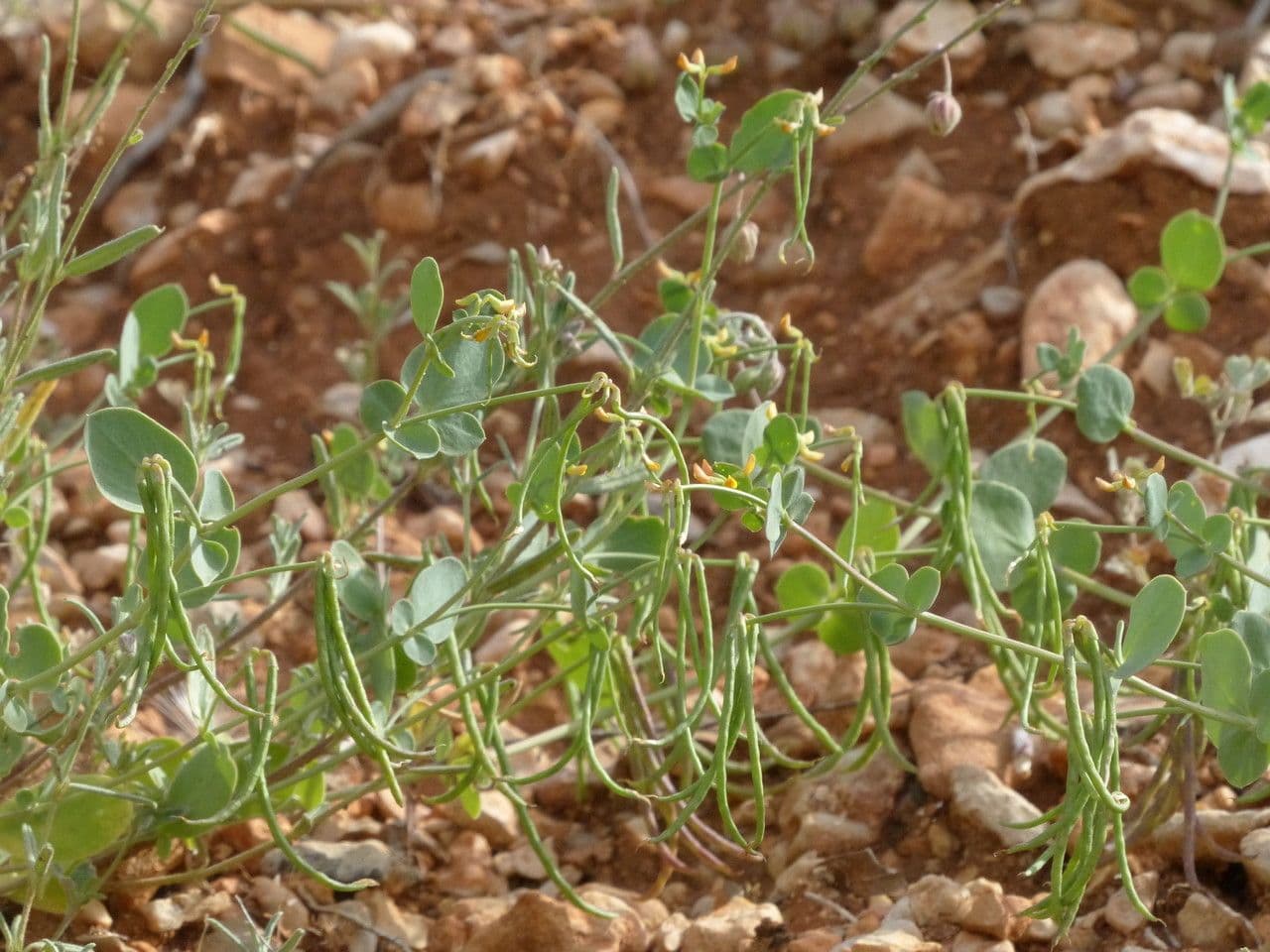 Alacranera 12