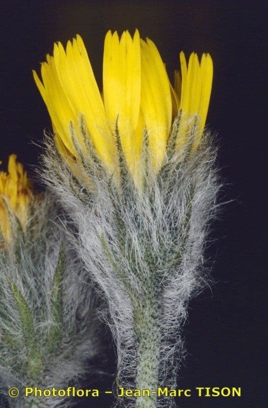 Hieracium 13