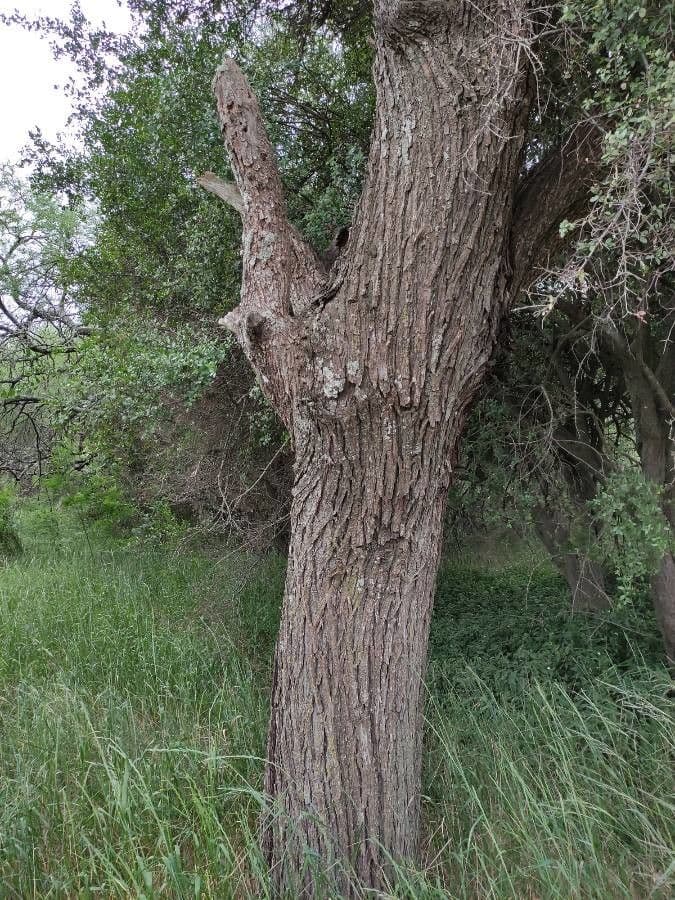Prosopis affinis 15