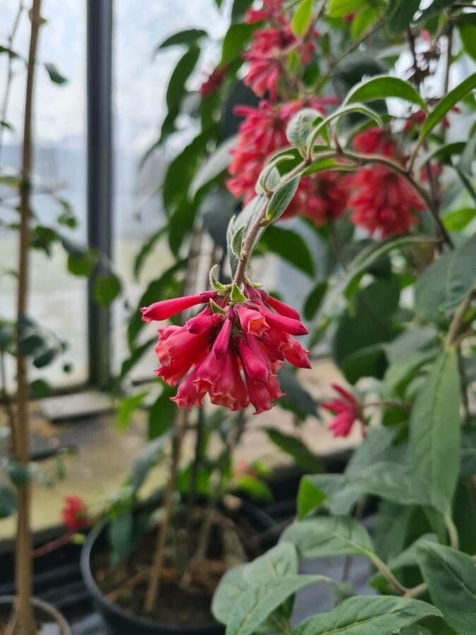 Frühe Cestrum 2