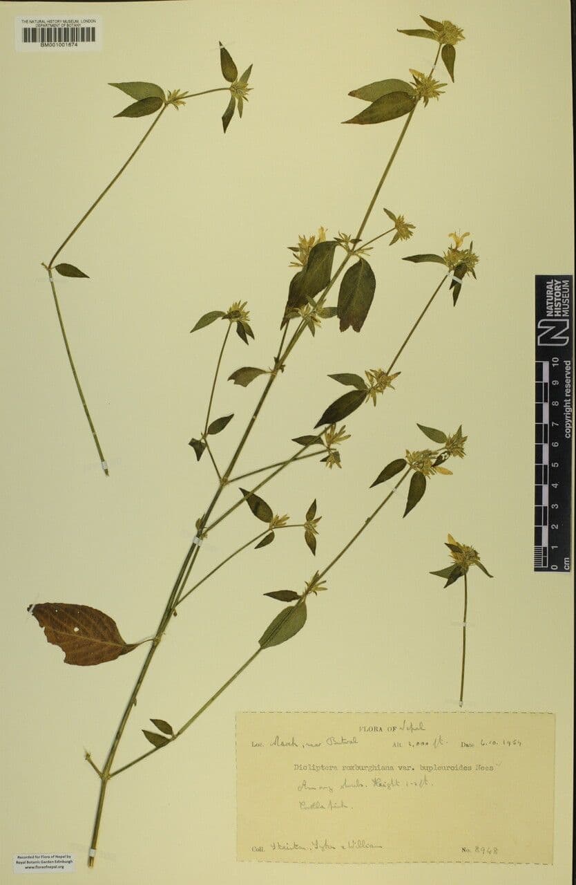 Dicliptera 15
