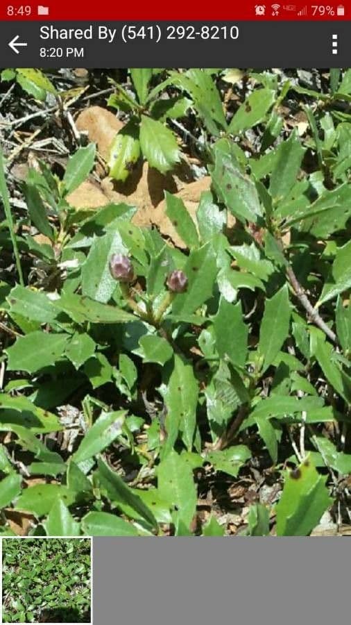 Ceanothus 20