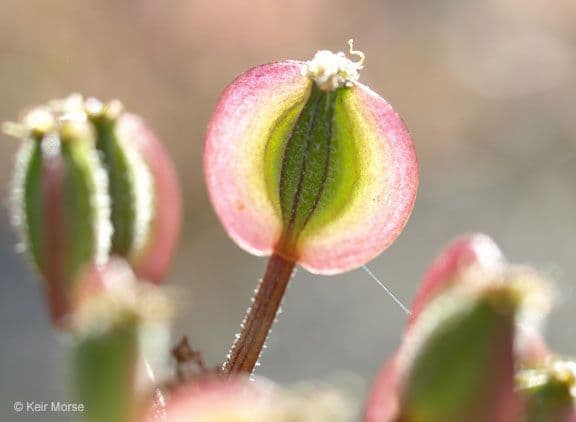 Wollfrucht-Wüstenkerbel 3