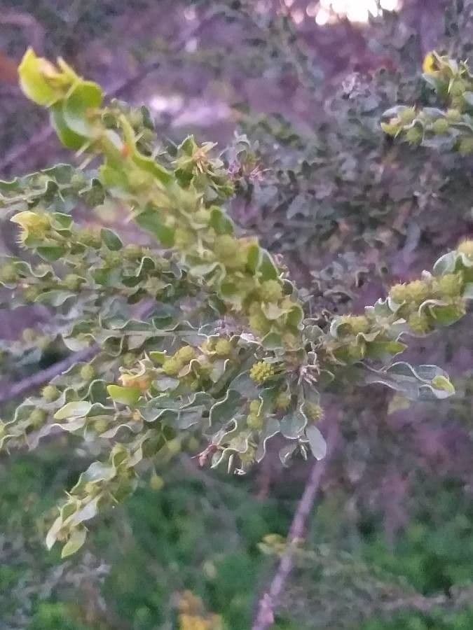 Acacia paradoxa 16