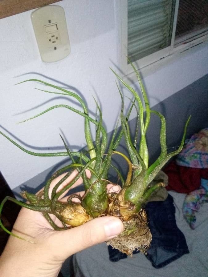 Tillandsia brumosa 5