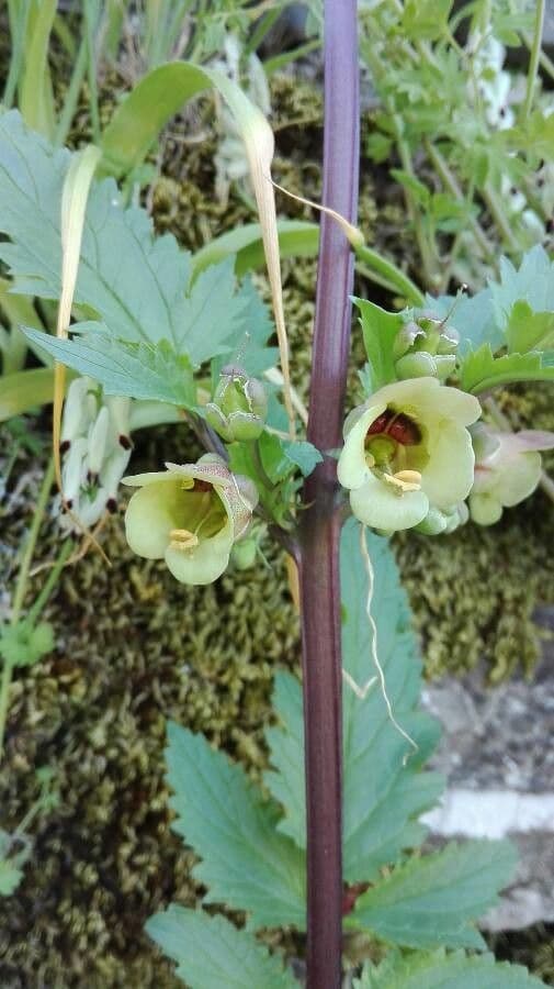 Scrophularia 6