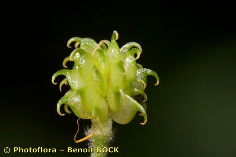 Ranunculus aduncus 2