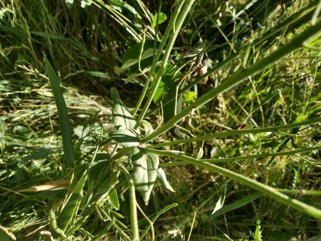 Chorispora 16