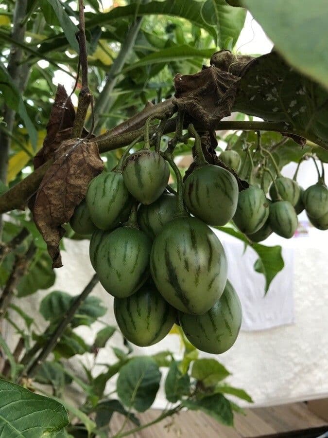Baumtomate 3