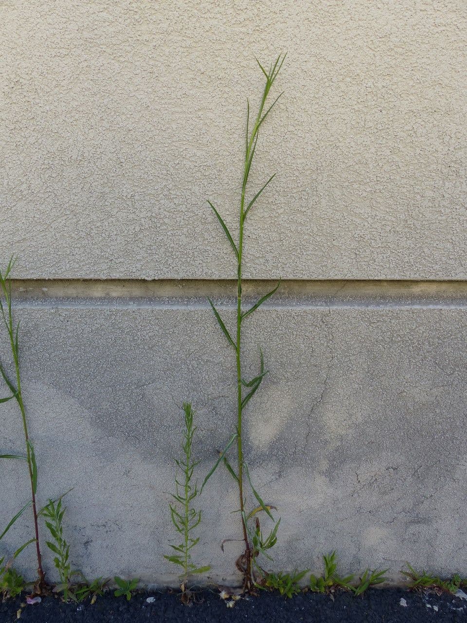 Glatte Aster 9