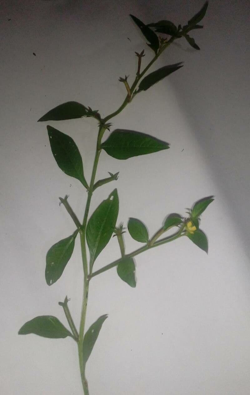 Ludwigia 3