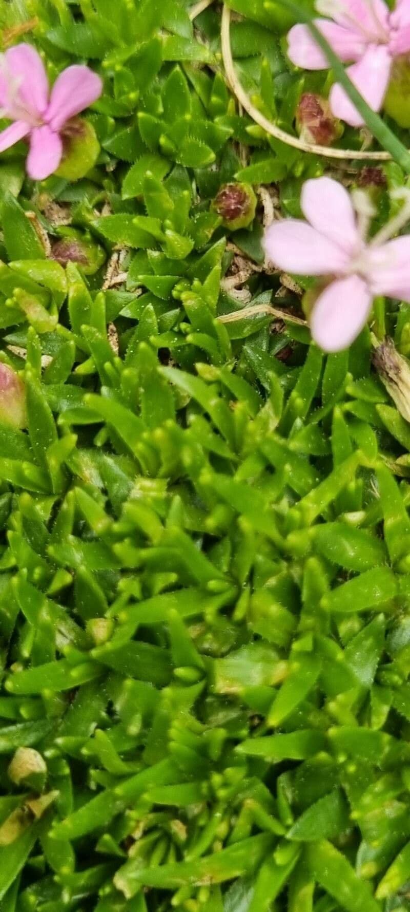 Silene a cuscinetto 19