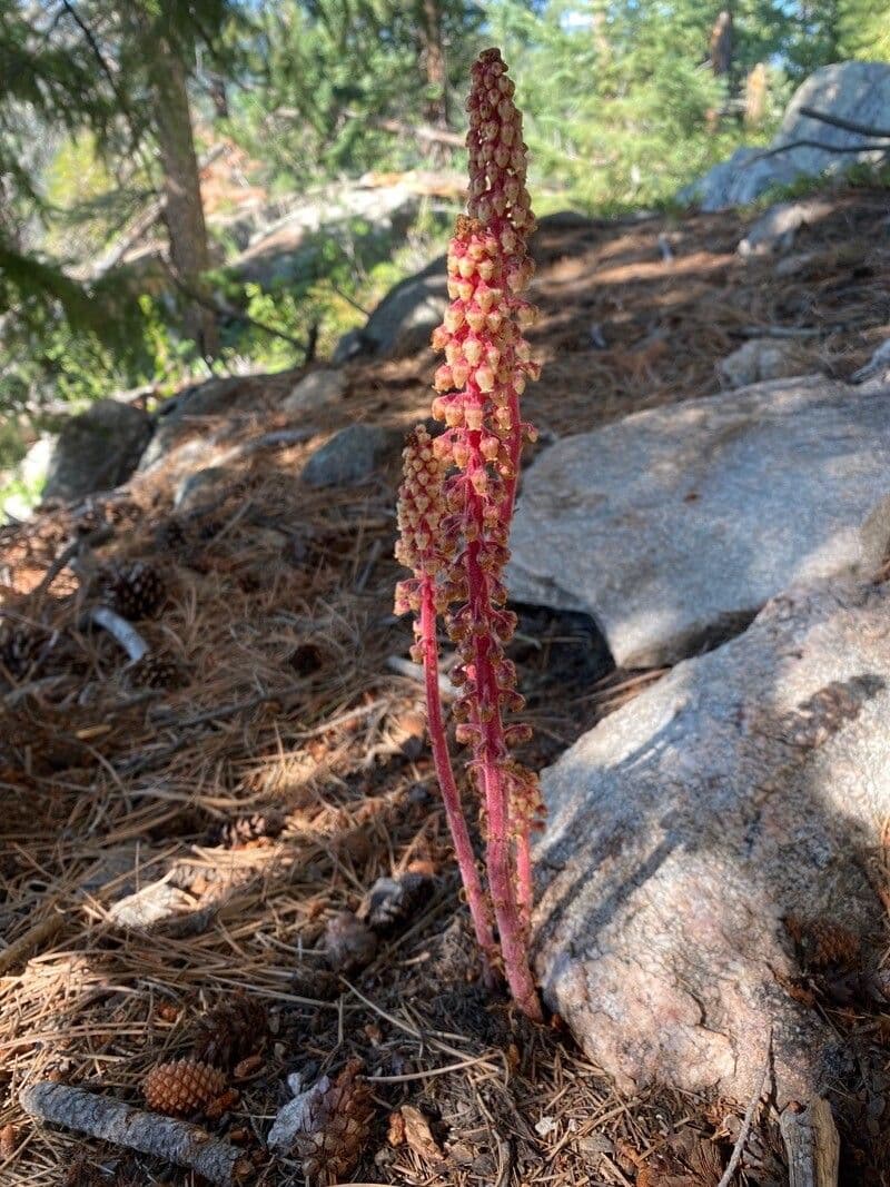 Pterospora andromedea 9