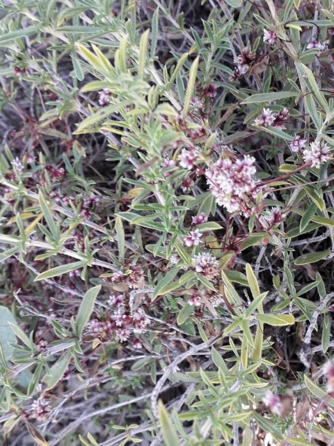 Cuscuta del timo 9