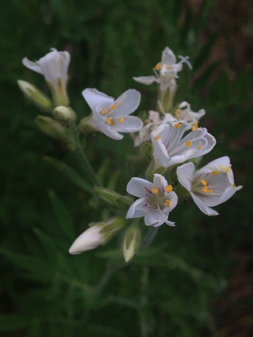Polemonio frondoso