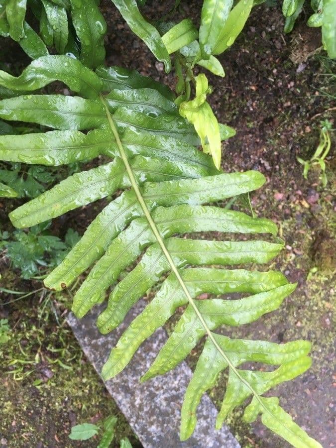Polypode coriace 8