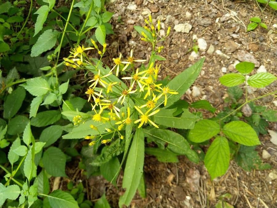Senecio alto 2