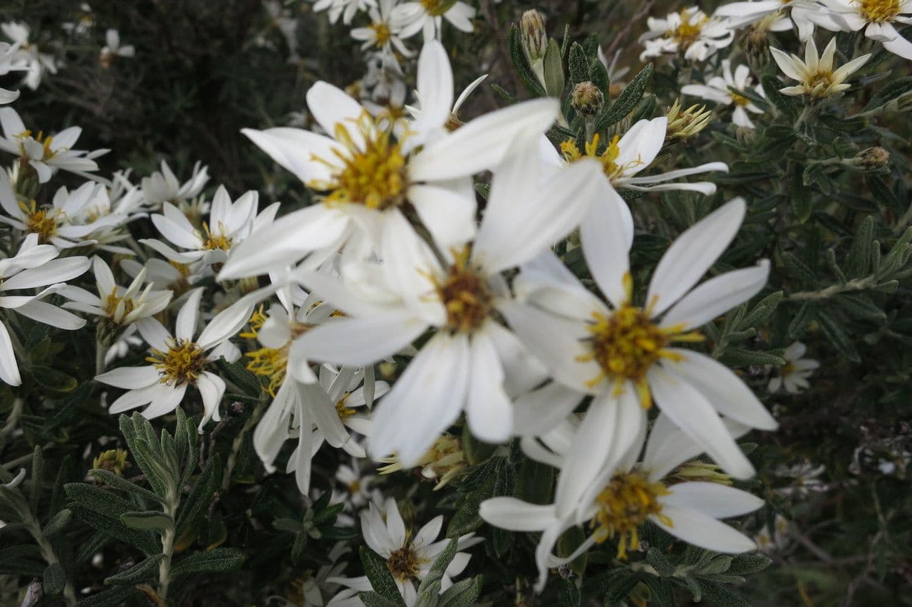 Chiliotrichum 14