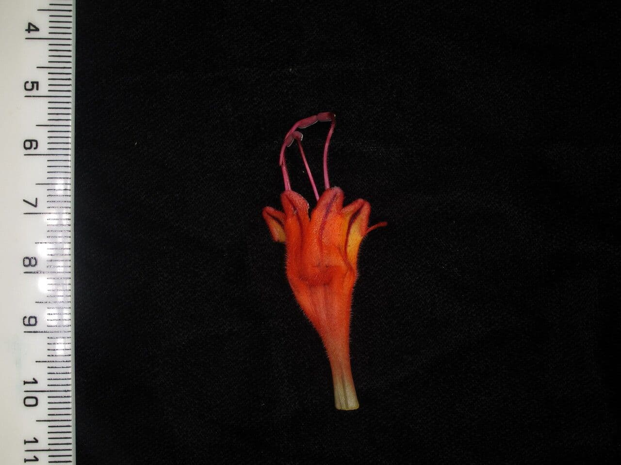 Aeschynanthus 5